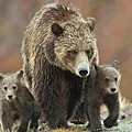 Grizzly Family