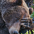 Lazy Bear