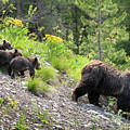 Queen of the Tetons Grizzly Bear #399 and her quad cubs.
