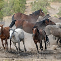 Wild Horses Utah